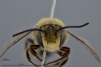 Media type: image;   Entomology 785735 Aspect: head frontal view
